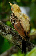 Cream-colored Woodpecker