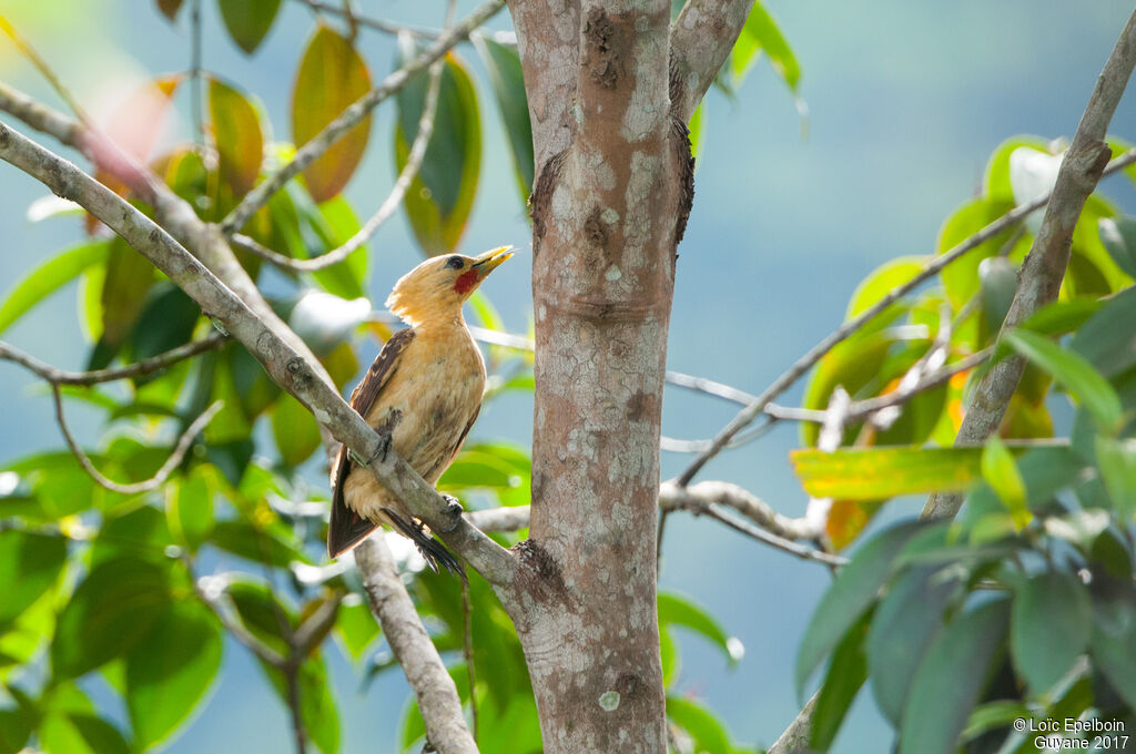 Cream-colored Woodpecker