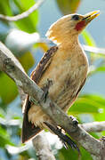 Cream-colored Woodpecker