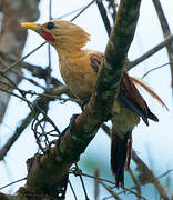 Cream-colored Woodpecker