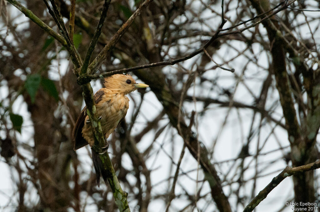 Cream-colored Woodpecker female adult