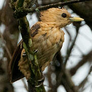 Cream-colored Woodpecker