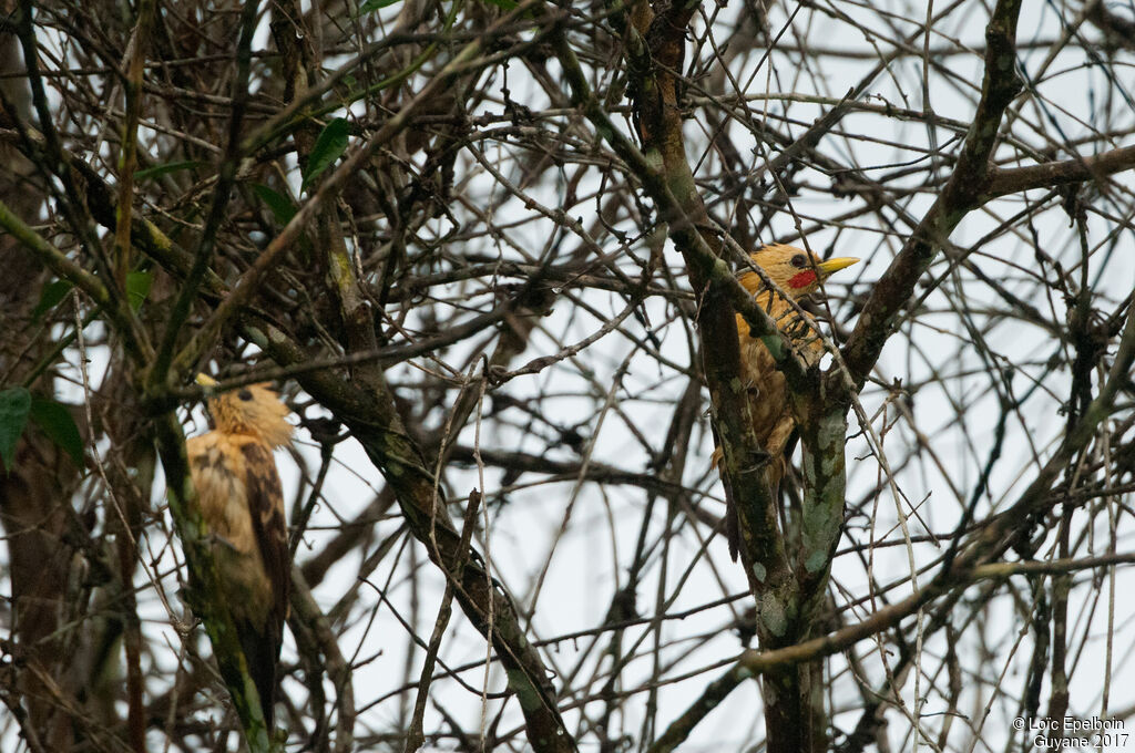 Cream-colored Woodpeckeradult