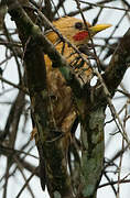 Cream-colored Woodpecker