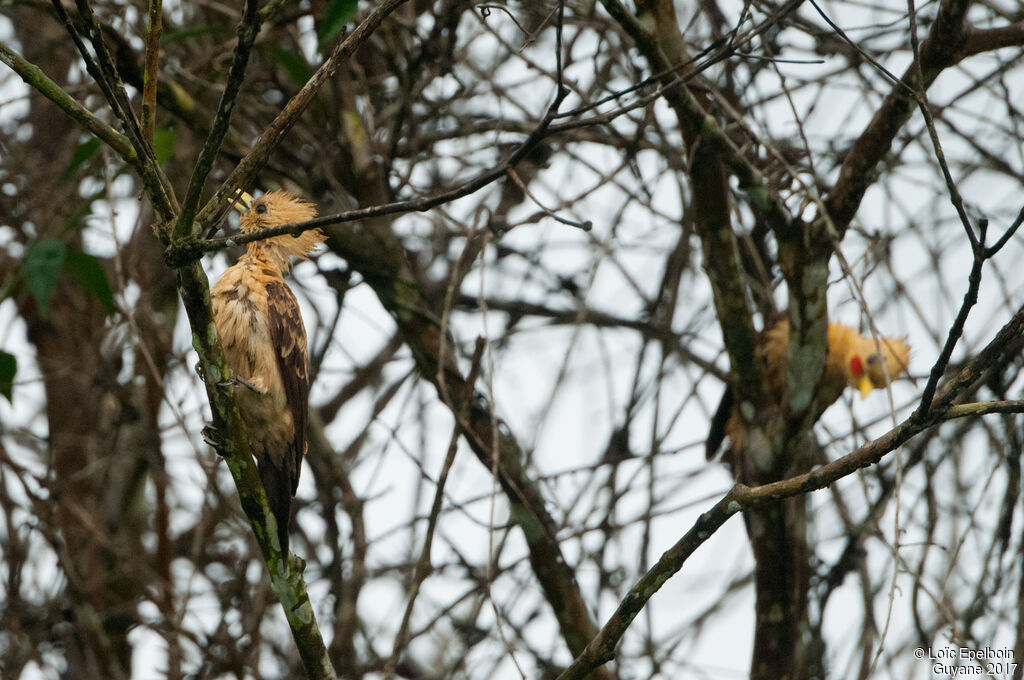 Cream-colored Woodpeckeradult