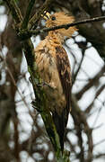 Cream-colored Woodpecker