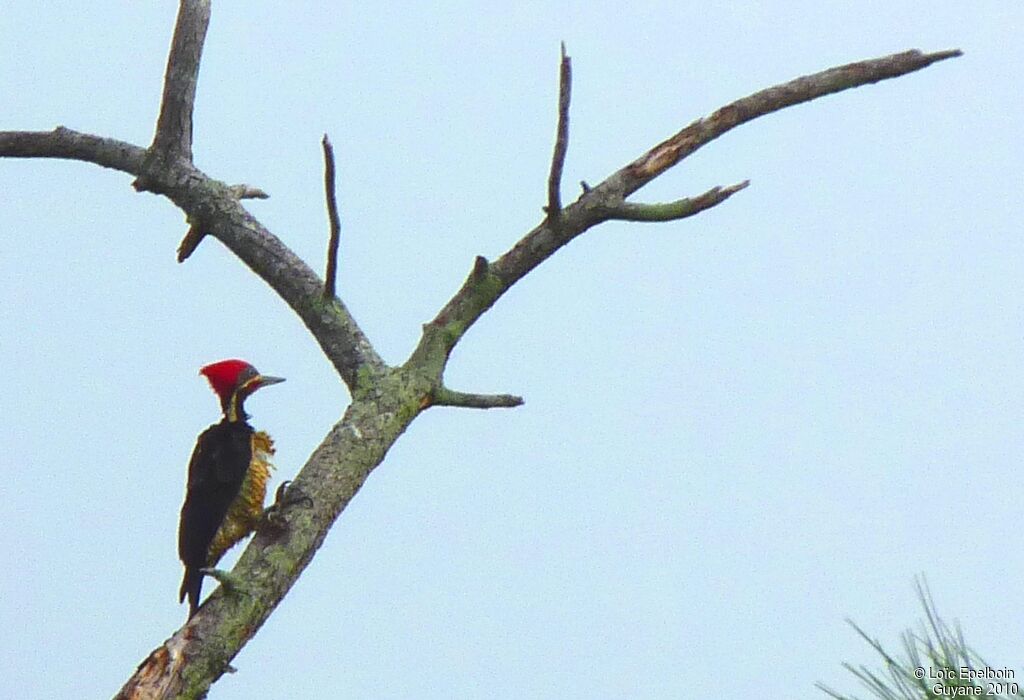 Lineated Woodpecker