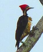 Lineated Woodpecker