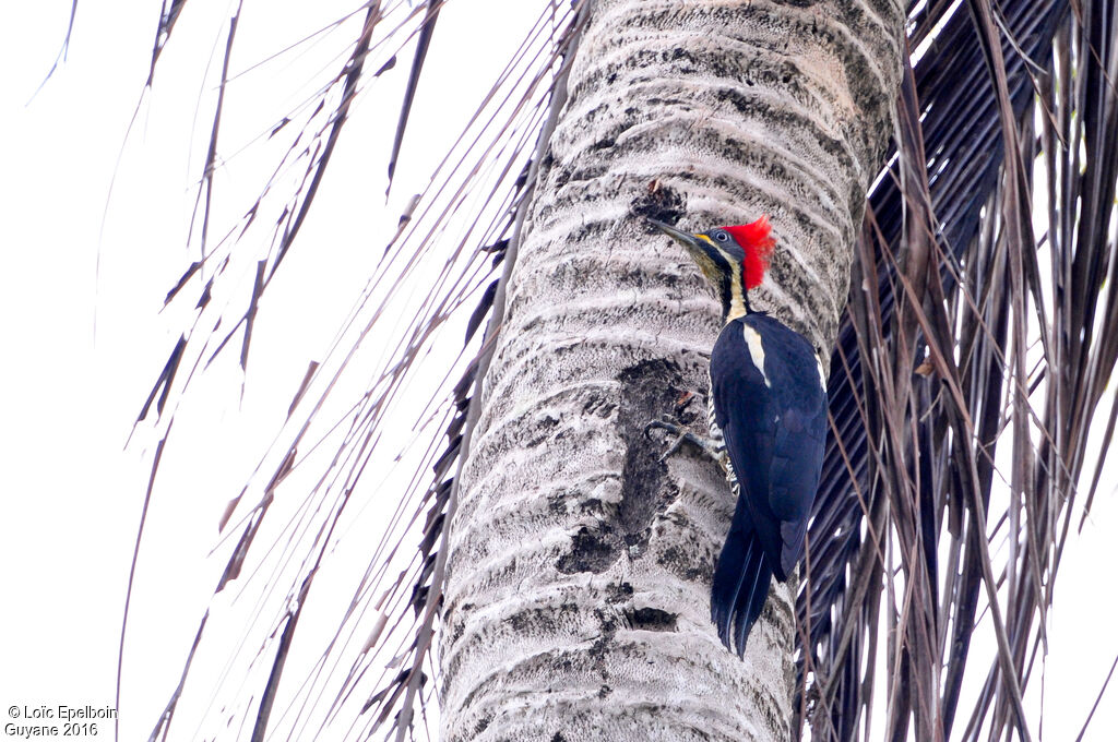 Lineated Woodpecker