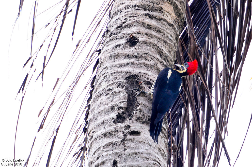 Lineated Woodpecker