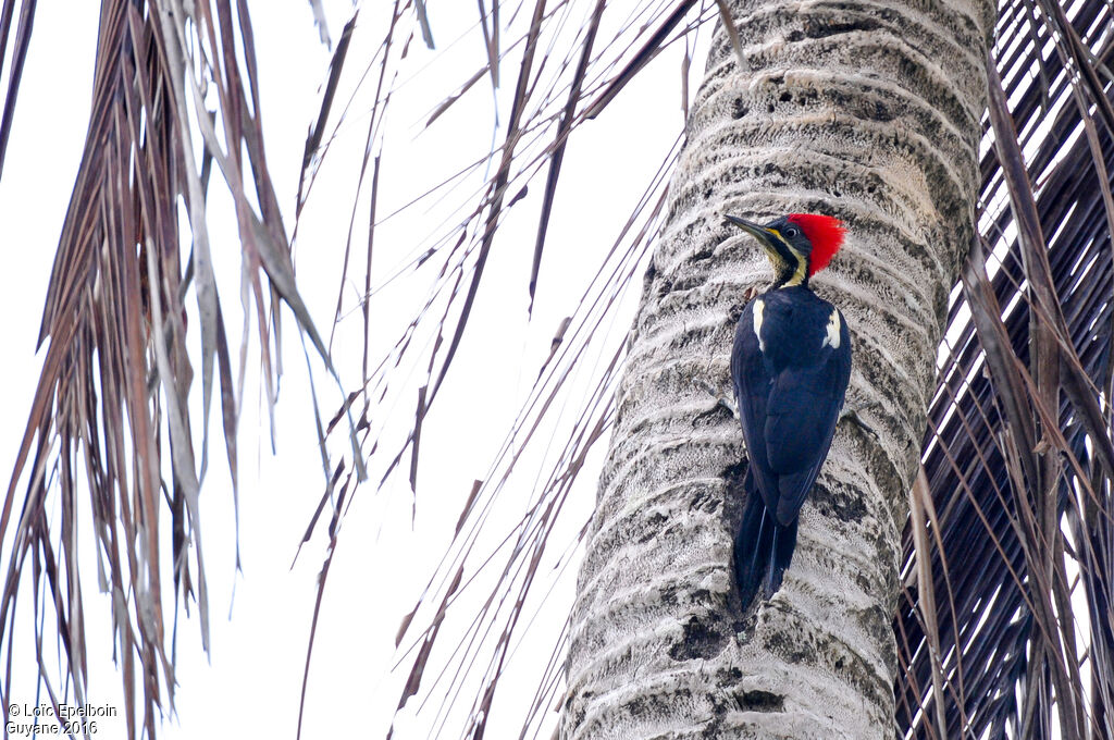 Lineated Woodpecker