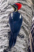 Lineated Woodpecker