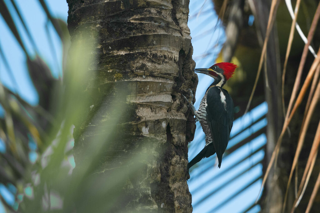 Lineated Woodpecker male adult