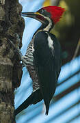 Lineated Woodpecker