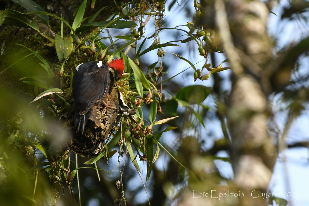 Lineated Woodpecker female adult