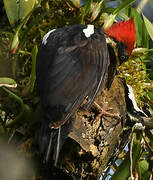 Lineated Woodpecker