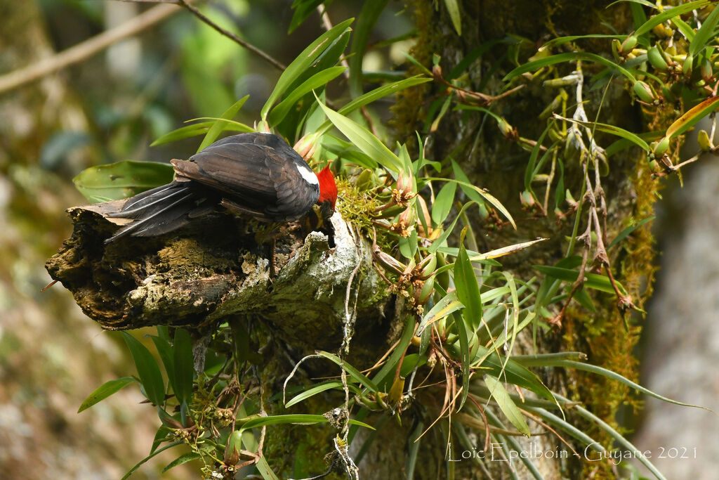 Lineated Woodpecker