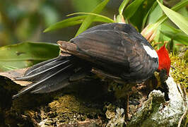 Lineated Woodpecker