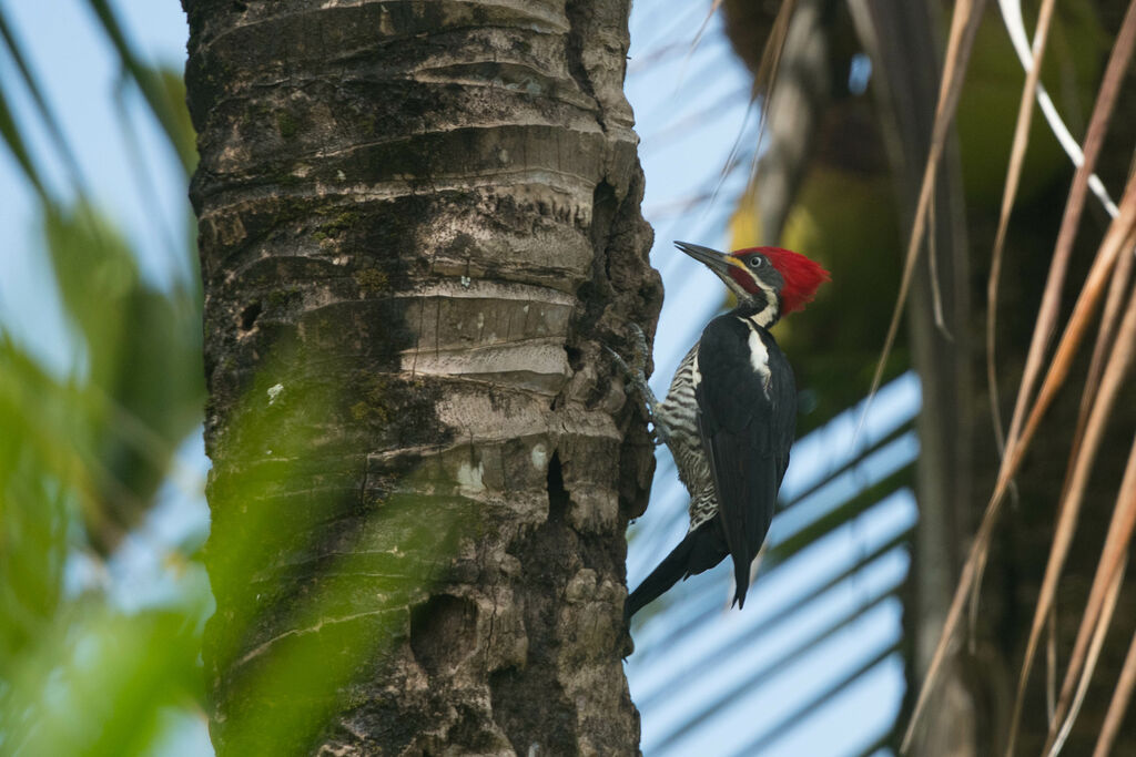 Lineated Woodpecker male adult