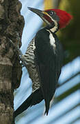 Lineated Woodpecker