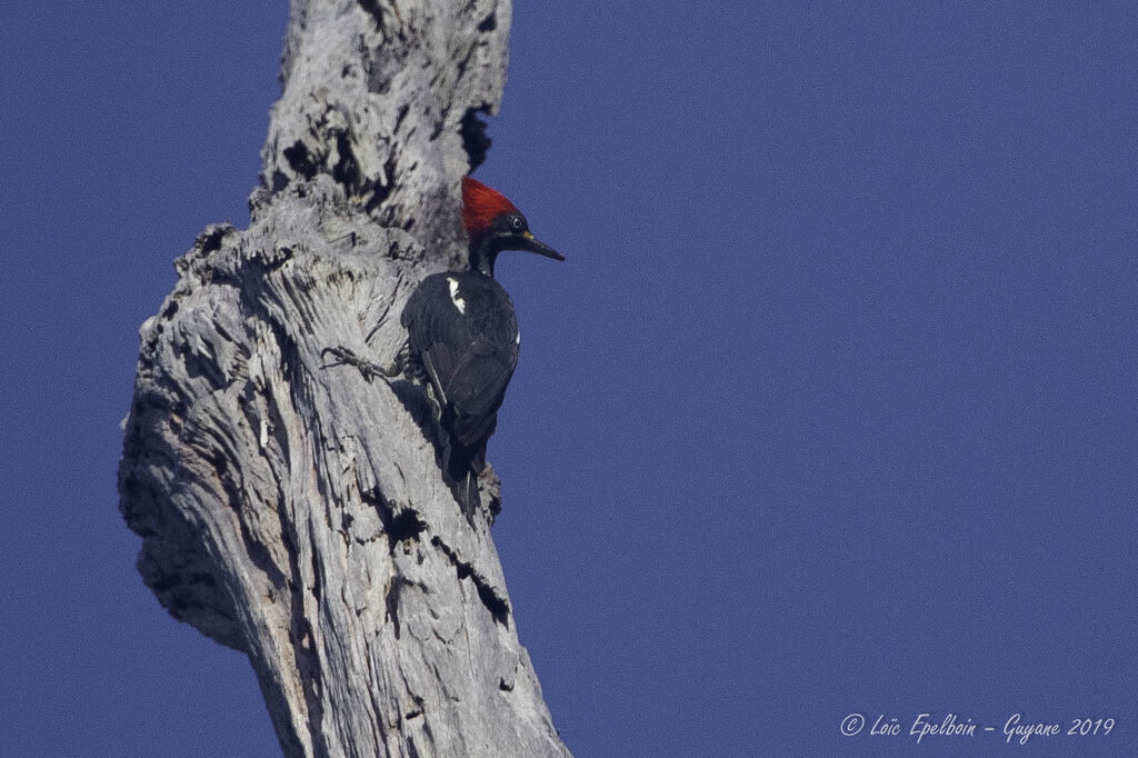 Lineated Woodpecker