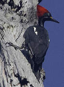 Lineated Woodpecker