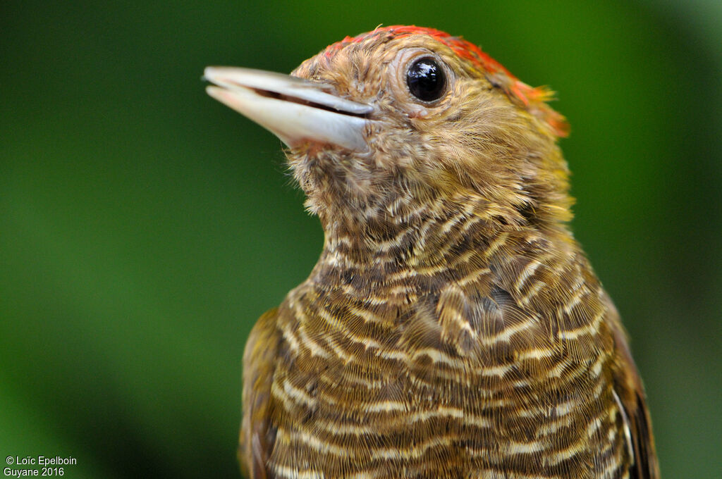 Little Woodpecker