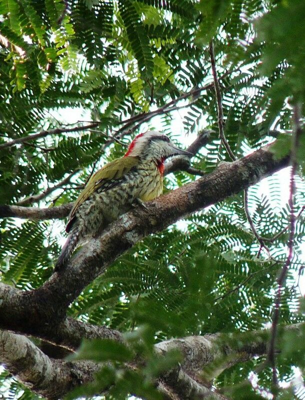 Cuban Green Woodpecker