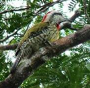 Cuban Green Woodpecker