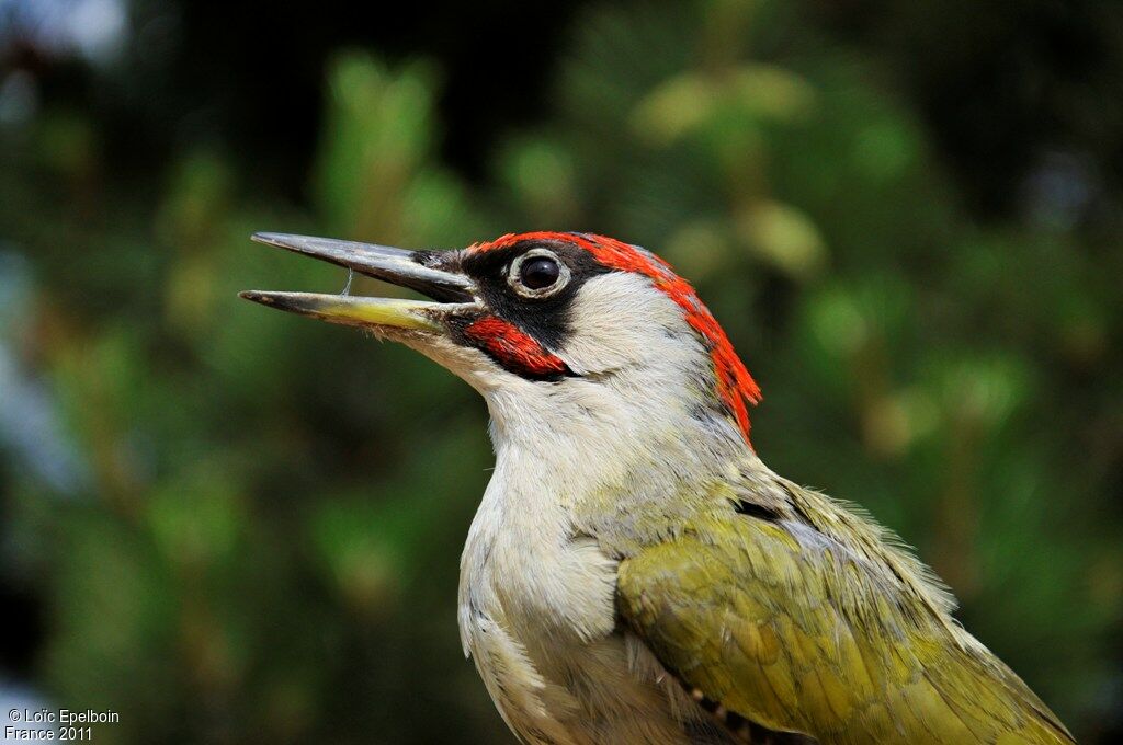 European Green Woodpecker