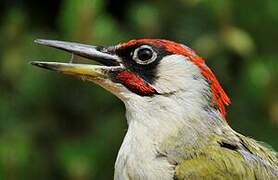 European Green Woodpecker