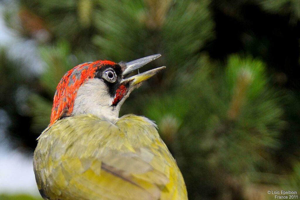 European Green Woodpecker