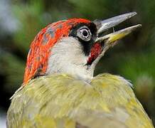 European Green Woodpecker