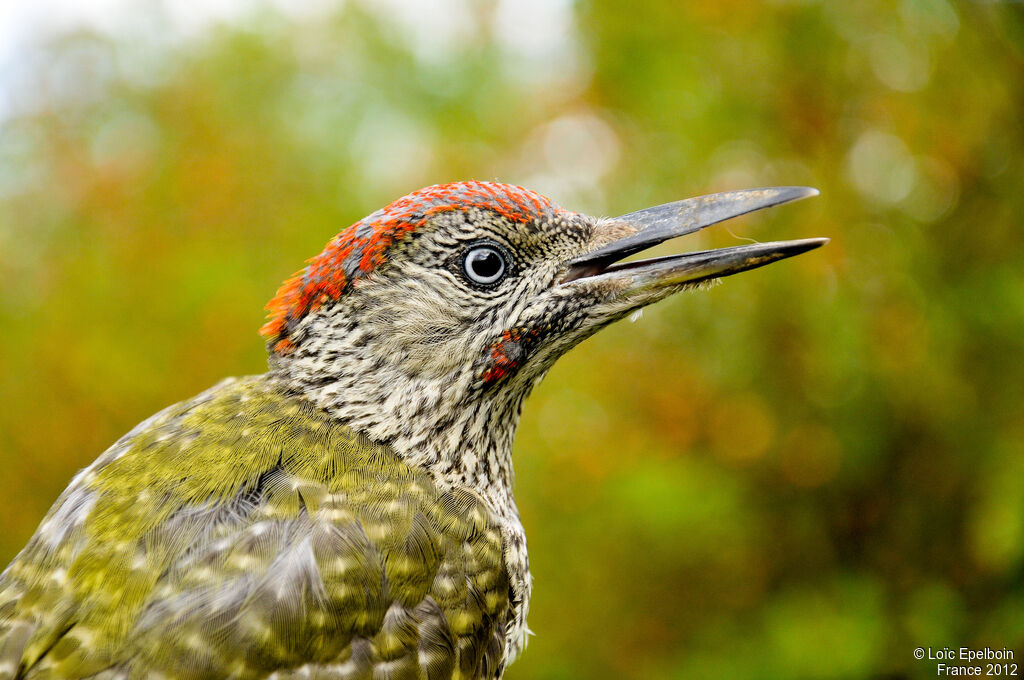 European Green Woodpecker