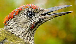 European Green Woodpecker