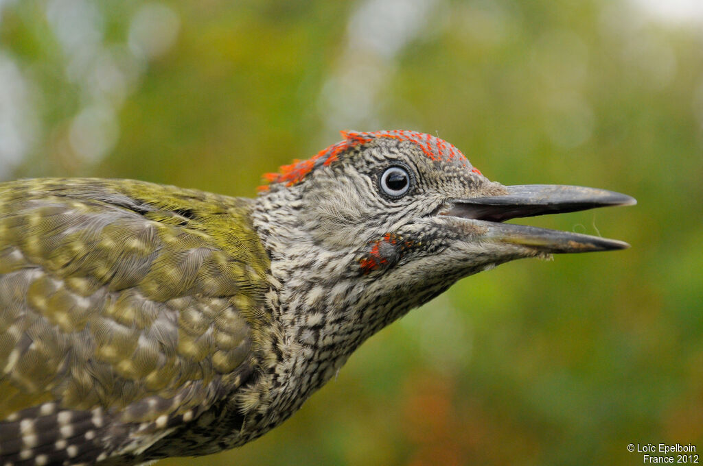 European Green Woodpecker