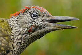 European Green Woodpecker