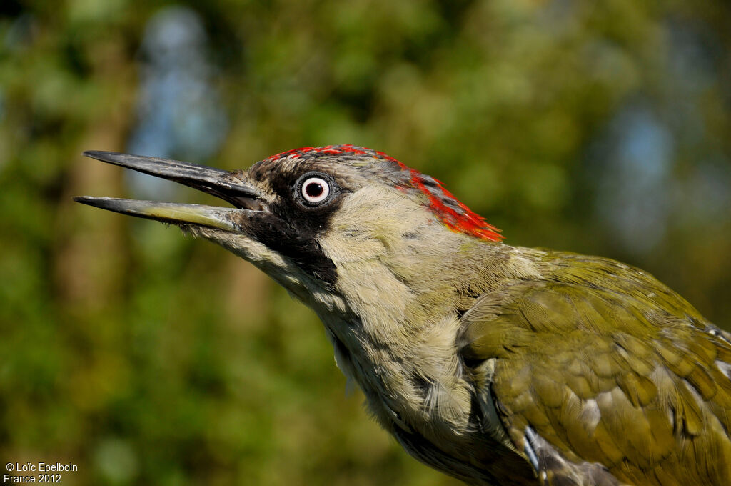 European Green Woodpecker