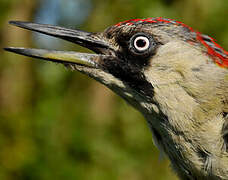 European Green Woodpecker