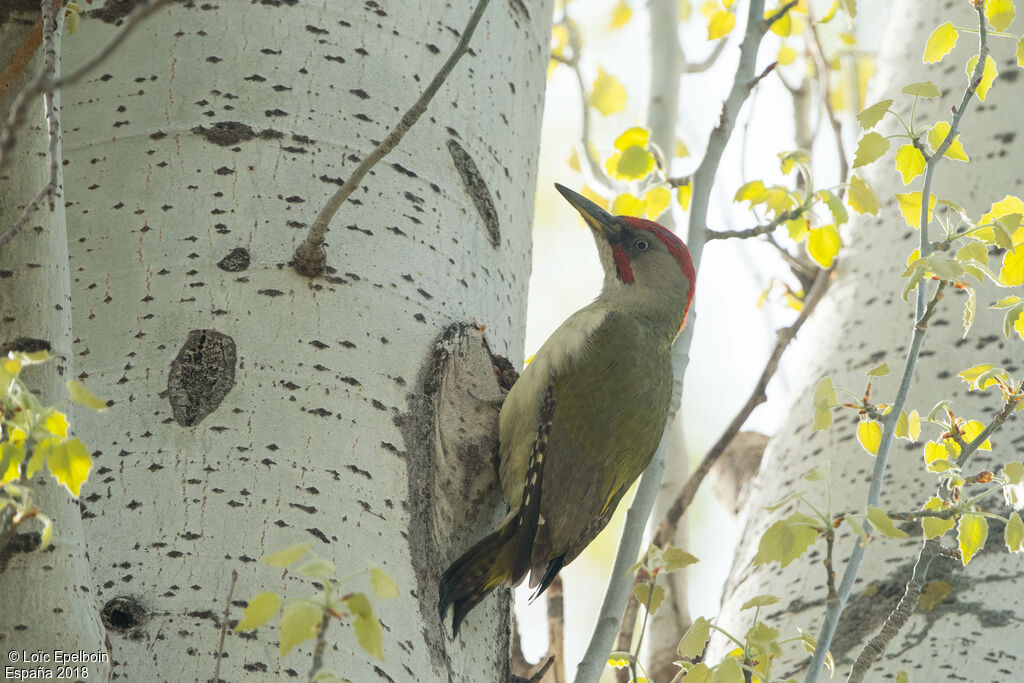 European Green Woodpecker male adult