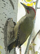 European Green Woodpecker