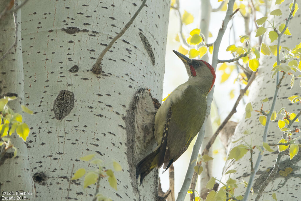 European Green Woodpecker male adult