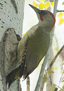 European Green Woodpecker