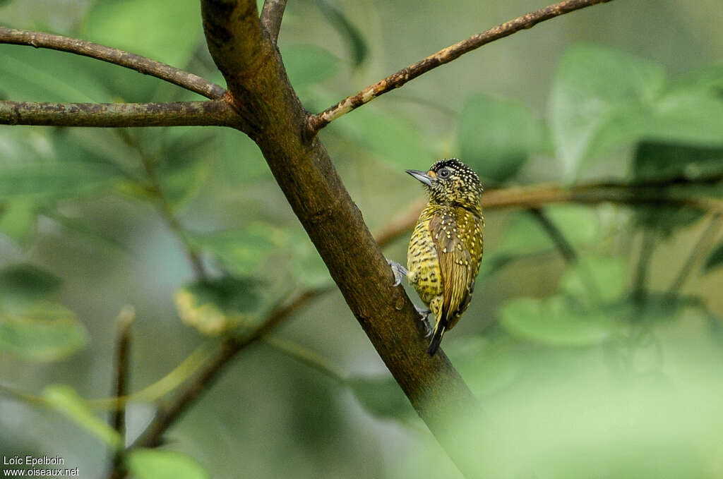 Golden-spangled Piculet female adult, identification