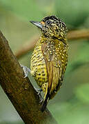 Golden-spangled Piculet