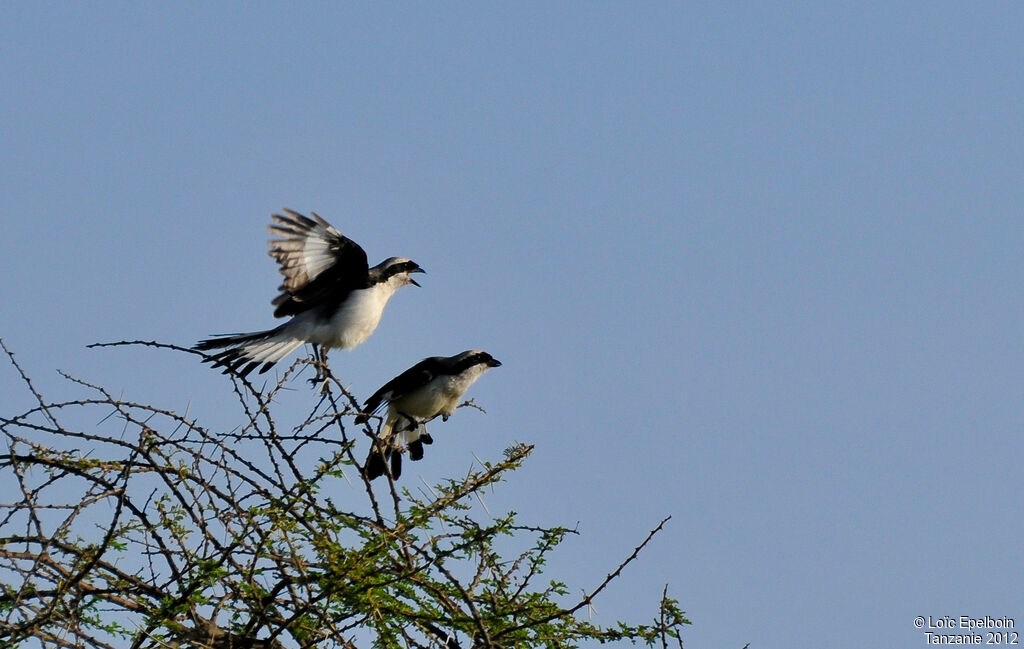 Grey-backed Fiscal