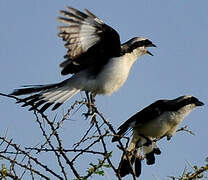 Grey-backed Fiscal