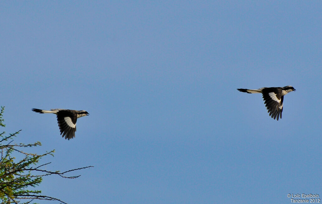 Grey-backed Fiscal