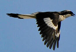 Grey-backed Fiscal