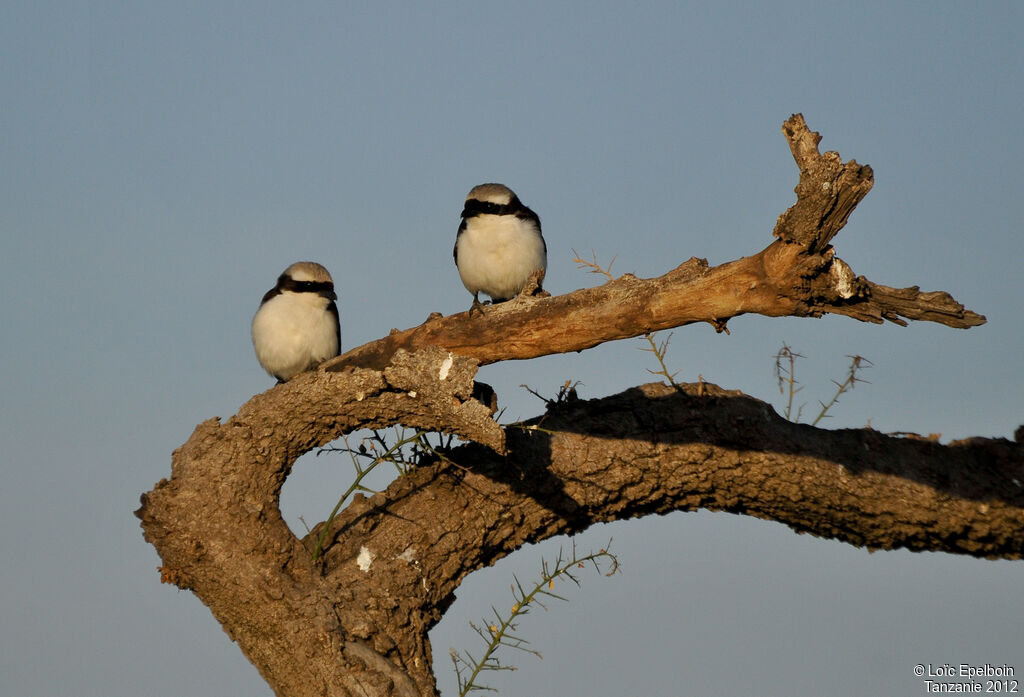 Grey-backed Fiscal